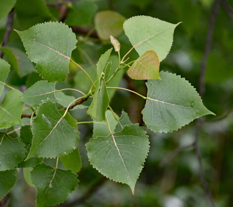 cottonwood leaves