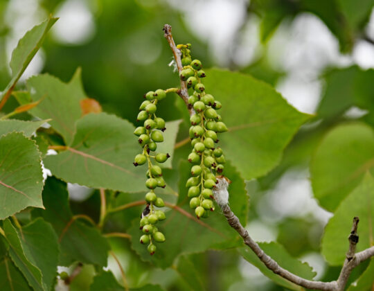 cottonwood seed capsules