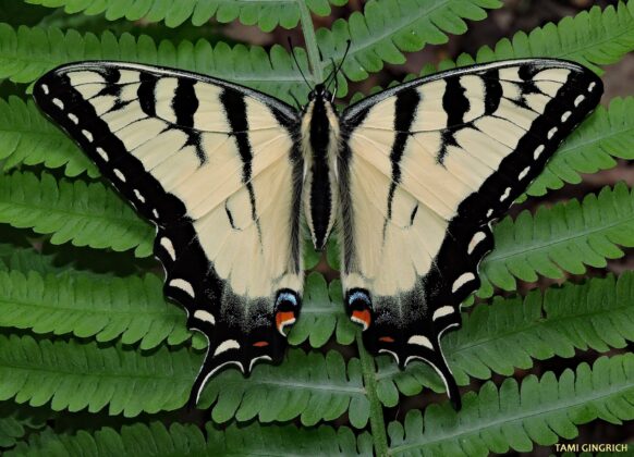 eyes on the lower wings of the tiger swallowtail