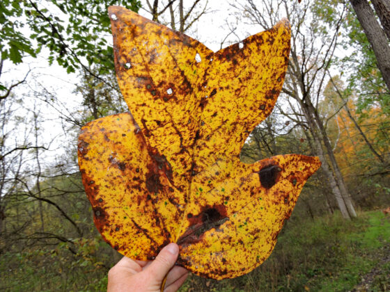 tulip tree leaf