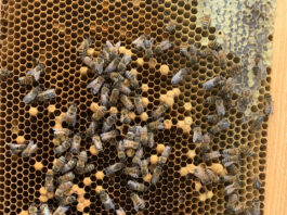 Laying workers in the hive laying workers