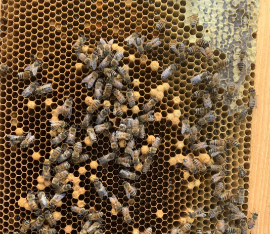 Laying workers in the hive laying workers