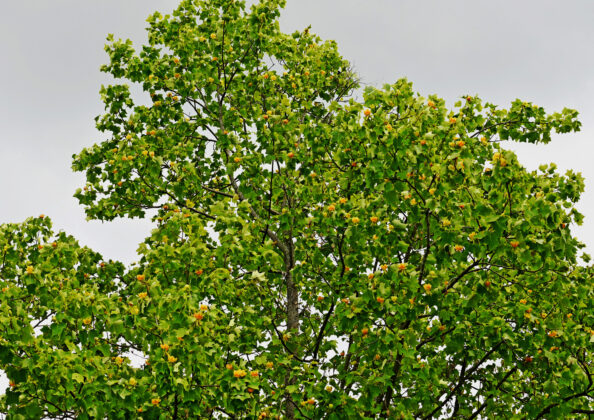 lots of blossoms on a tulip tree
