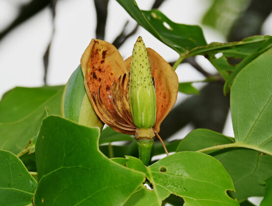tulip tree petals