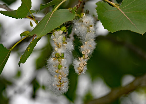 Seed capsules