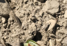 Beware of soil crusting soil crusting