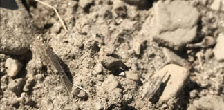 Beware of soil crusting soil crusting