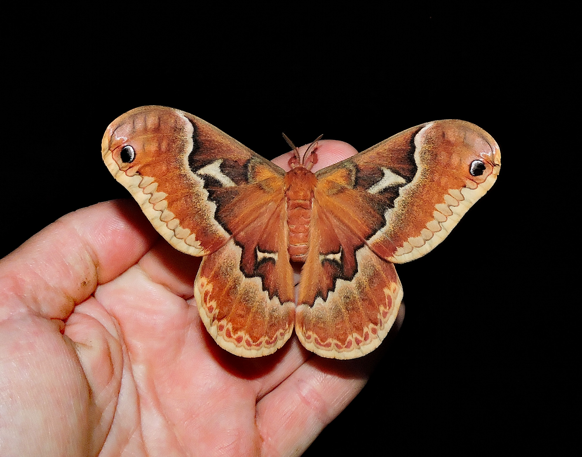 tulip tree silk moth
