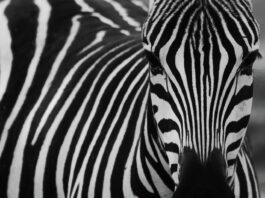 zebra