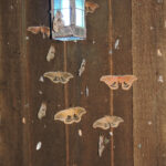 Moths and light pollution: A fatal attraction Seventeen Polyphemus males