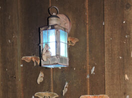 Moths and light pollution: A fatal attraction Seventeen Polyphemus males