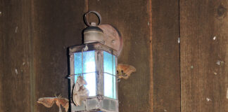 Moths and light pollution: A fatal attraction Seventeen Polyphemus males