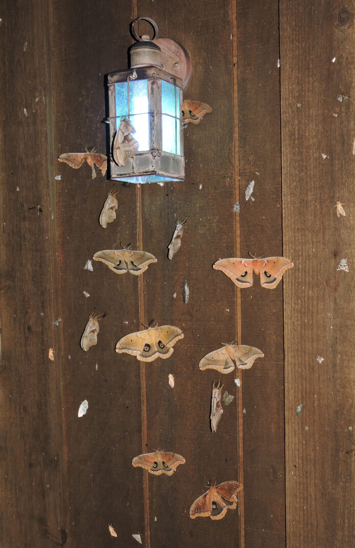 Seventeen Polyphemus males Seventeen Polyphemus males