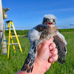 American kestrel nest box success Kestrel chicks