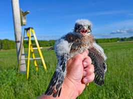 American kestrel nest box success Kestrel chicks