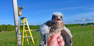 American kestrel nest box success Kestrel chicks
