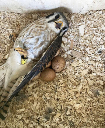 Female American kestrel