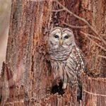 Phantoms of the night barred owl