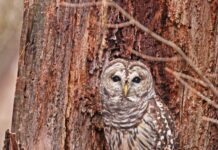 Phantoms of the night barred owl