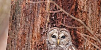 Phantoms of the night barred owl