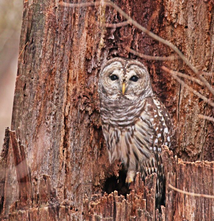 barred owl barred owl