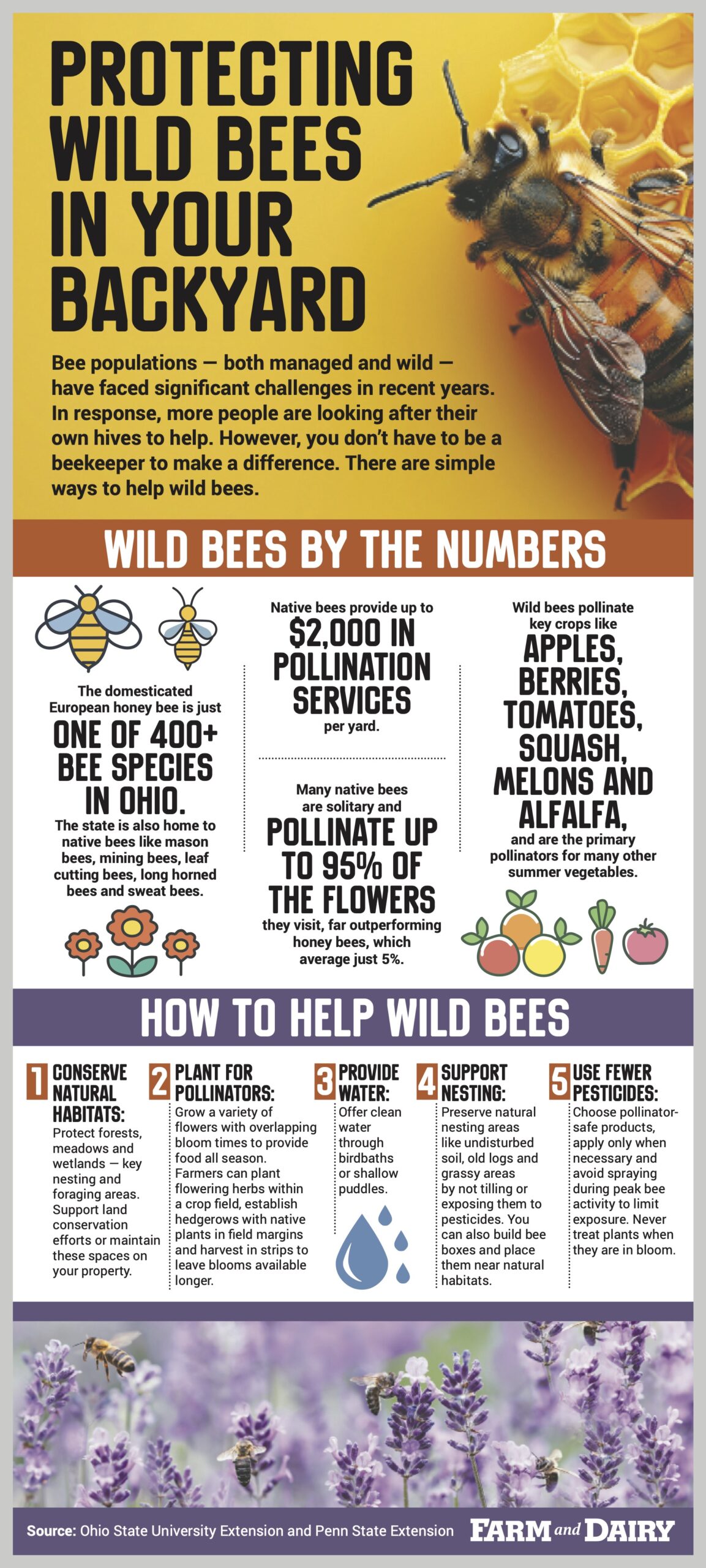 Wild Bees Infographic