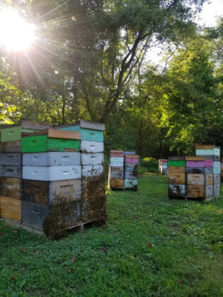 bedillion honey flow