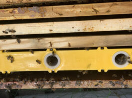 bees in frame feeder