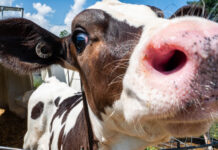 The forgotten nutrient: Closing the gap in your calf feeding program Vale Wood Farms