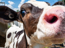 The forgotten nutrient: Closing the gap in your calf feeding program Vale Wood Farms