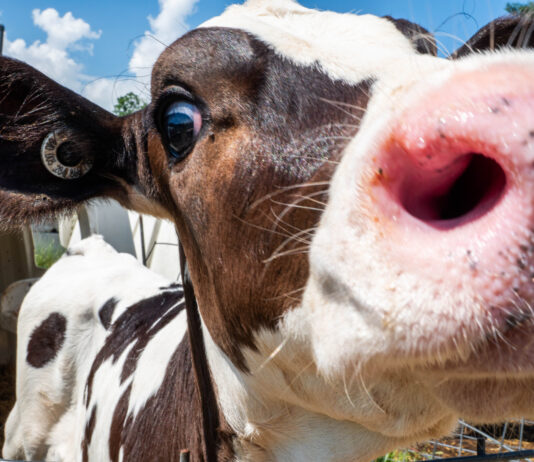 Part Two: Plans are ahead Vale Wood Farms