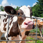 How active hutch ventilation improves calf health and herd longevity Vale Wood Farms