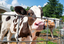 How active hutch ventilation improves calf health and herd longevity Vale Wood Farms