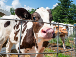 How active hutch ventilation improves calf health and herd longevity Vale Wood Farms