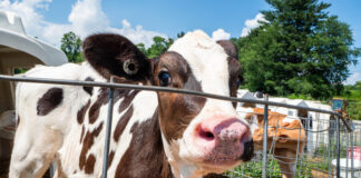 How active hutch ventilation improves calf health and herd longevity Vale Wood Farms