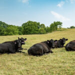 Summer pasture management cattle on pasture