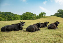 Drought, rain and recovery: Navigating southeast Ohio’s rollercoaster forage year cattle on pasture