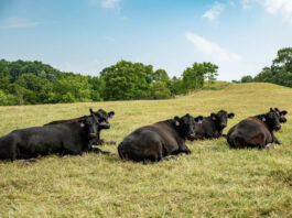 cattle on pasture