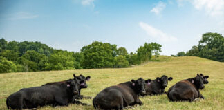 Drought, rain and recovery: Navigating southeast Ohio’s rollercoaster forage year cattle on pasture