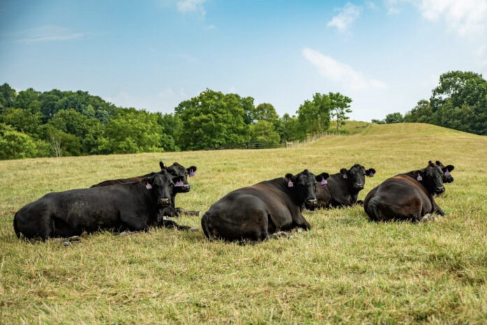 cattle on pasture