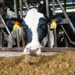 Using technology and data to drive herd health and progress Vale Wood Farms