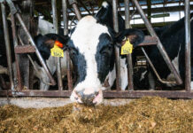 Using technology and data to drive herd health and progress Vale Wood Farms