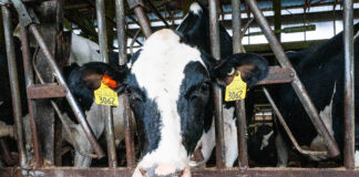 Using technology and data to drive herd health and progress Vale Wood Farms