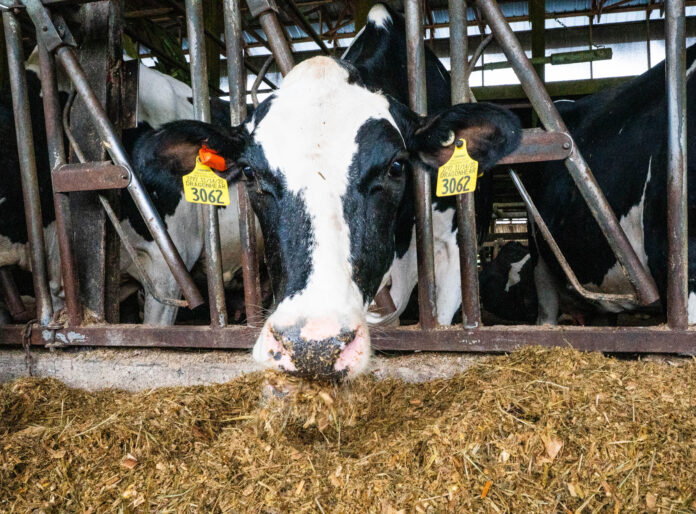 cow eating Vale Wood Farms
