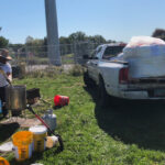 Pros and cons of feeding bees in July feeding bees