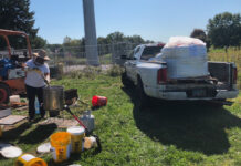 Pros and cons of feeding bees in July feeding bees