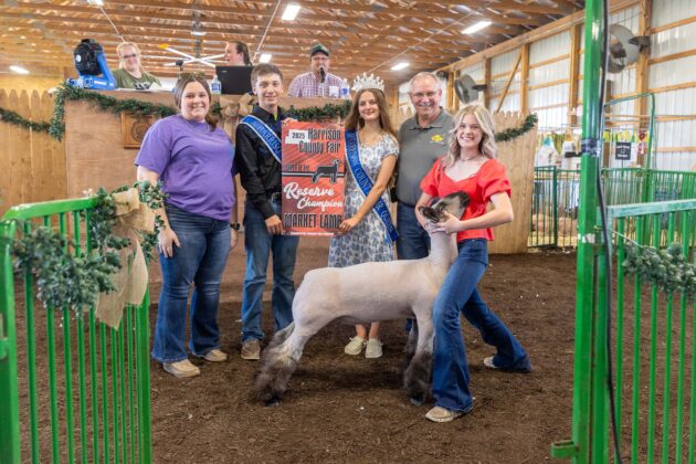 RESERVE CHAMPION MARKET LAMB