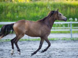 horse