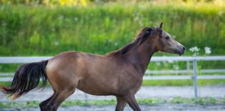 In search of an ‘old lady pony’ horse