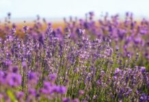 The storied life of ‘The Country Wife’ lavender